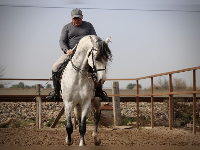 PRE Mix Hengst 9 Jaar 160 cm Schimmel in Valencia