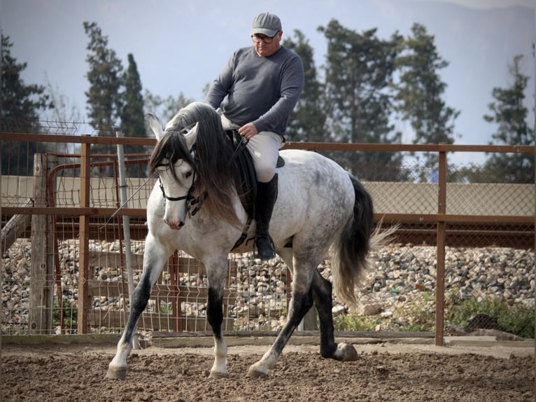 PRE Mix Hengst 9 Jaar 160 cm Schimmel in Valencia