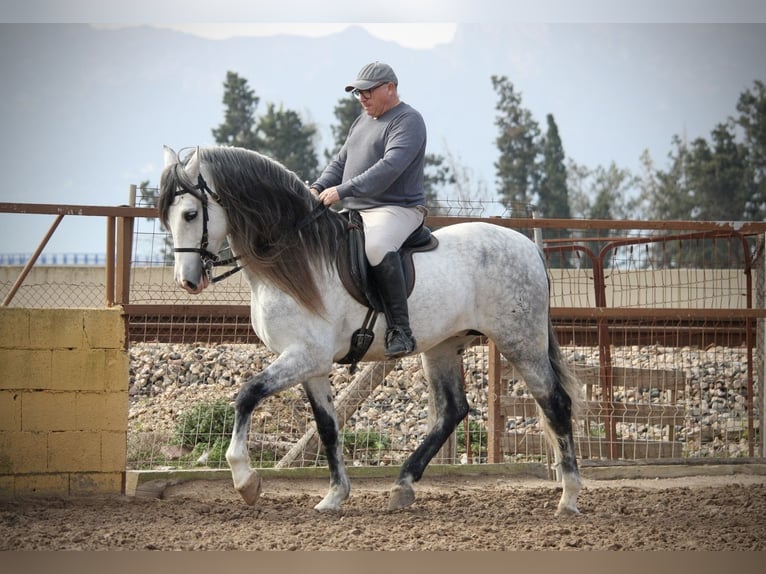 PRE Mix Hengst 9 Jaar 160 cm Schimmel in Valencia