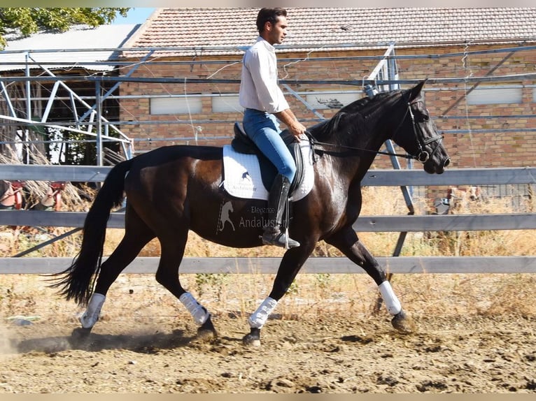 PRE Hengst 9 Jaar 160 cm Zwart in Provinz Granada