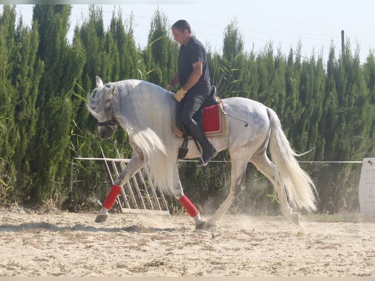PRE Hengst 9 Jaar 161 cm Schimmel in Jerez de la Frontera