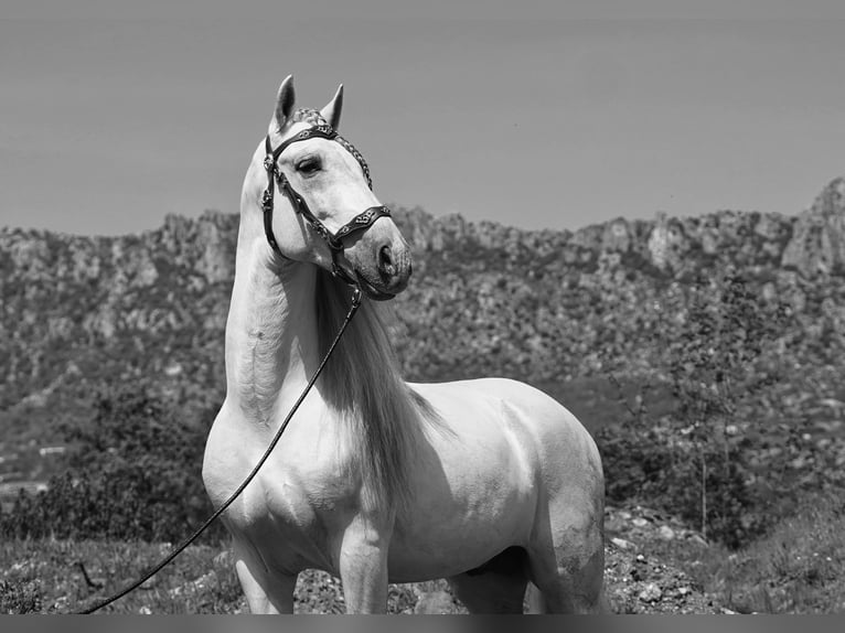 PRE Mix Hengst 9 Jaar 161 cm Wit in MADRID