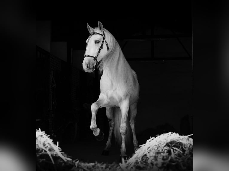 PRE Mix Hengst 9 Jaar 161 cm Wit in MADRID