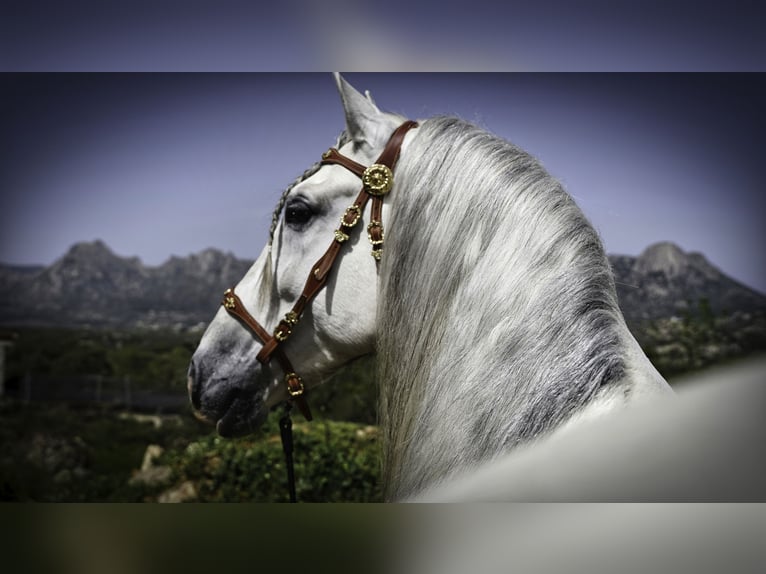 PRE Mix Hengst 9 Jaar 161 cm Wit in MADRID