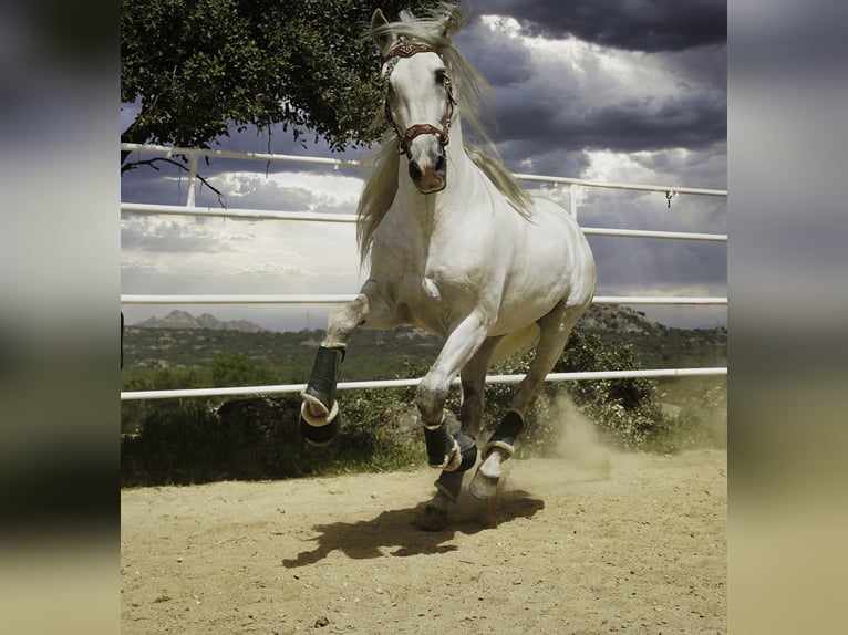 PRE Mix Hengst 9 Jaar 161 cm Wit in MADRID