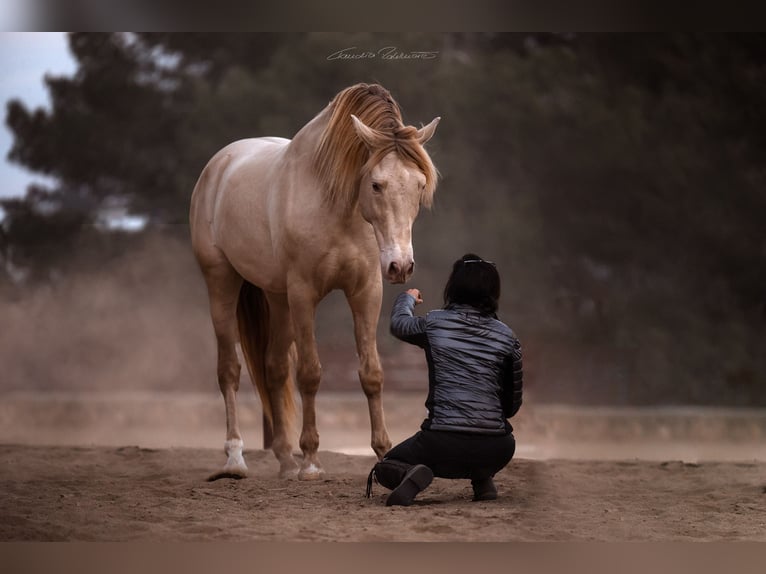 PRE Mix Hengst 9 Jaar 162 cm Perlino in El Catllar