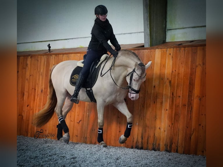 PRE Hengst 9 Jaar 162 cm Perlino in Heuvelland