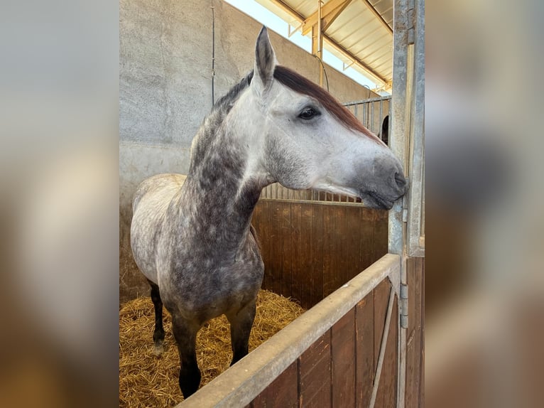 PRE Hengst 9 Jaar 162 cm Schimmel in Los Arenales Del Sol