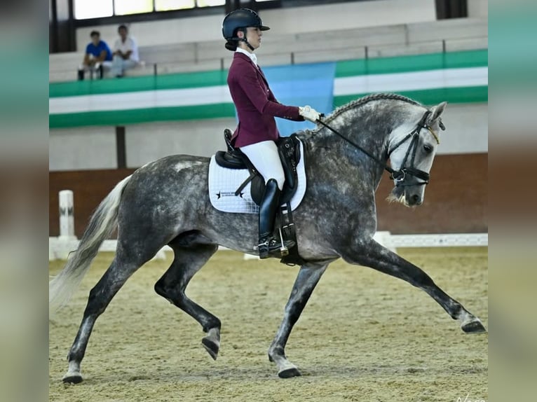 PRE Mix Hengst 9 Jaar 163 cm Appelschimmel in Los Barrios