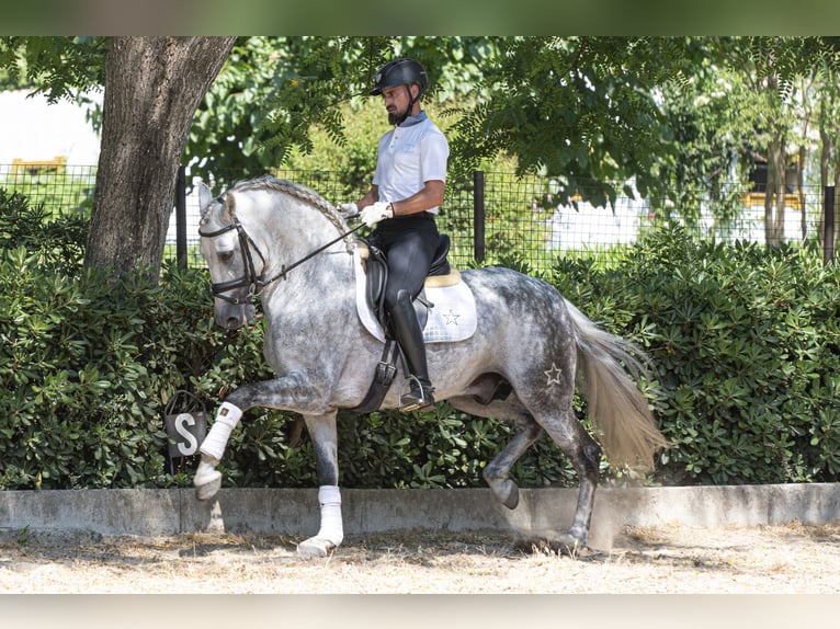 PRE Mix Hengst 9 Jaar 163 cm Appelschimmel in Los Barrios