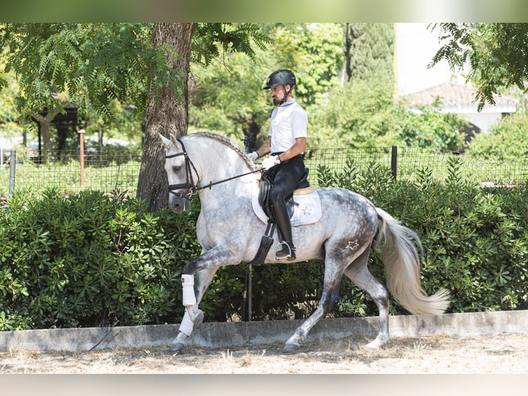 PRE Mix Hengst 9 Jaar 163 cm Appelschimmel in Los Barrios