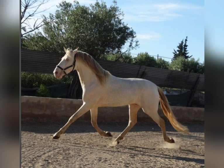 PRE Hengst 9 Jaar 163 cm Perlino in Navarra