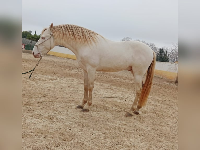 PRE Hengst 9 Jaar 163 cm Perlino in Navarra