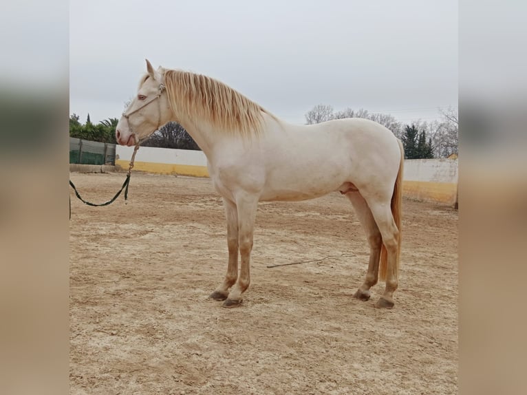 PRE Hengst 9 Jaar 163 cm Perlino in Navarra