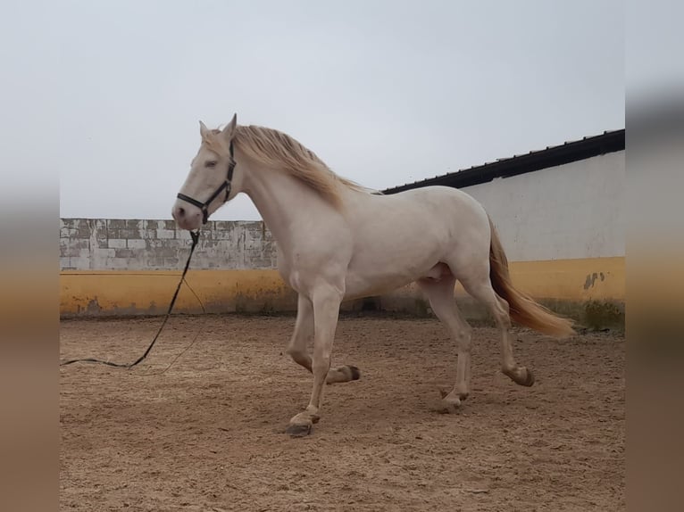 PRE Hengst 9 Jaar 163 cm Perlino in Navarra