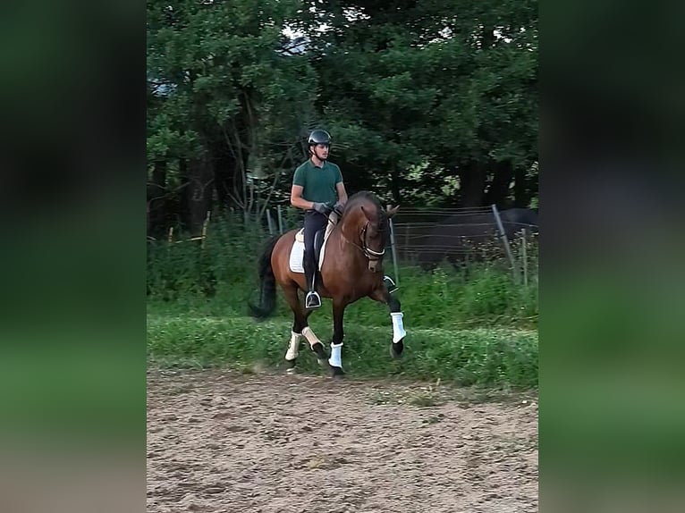 PRE Mix Hengst 9 Jaar 163 cm Roodbruin in Navalafuente