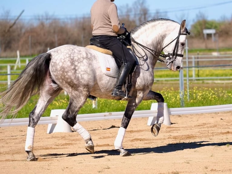 PRE Mix Hengst 9 Jaar 163 cm Schimmel in Navas Del Madroño