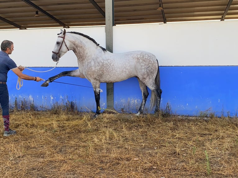 PRE Mix Hengst 9 Jaar 164 cm Appelschimmel in Santa Perpetua de Mogoda