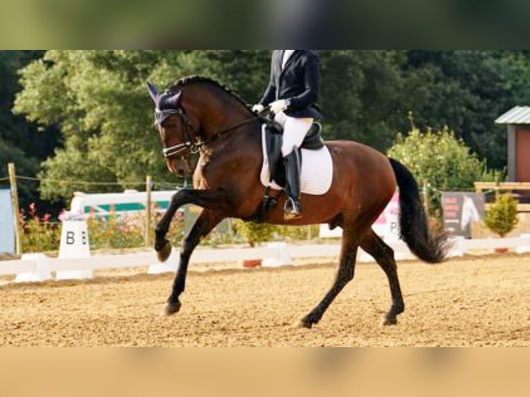 PRE Mix Hengst 9 Jaar 164 cm Roodbruin in NAVAS DEL MADRONO