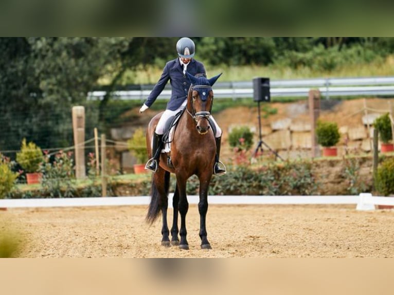 PRE Mix Hengst 9 Jaar 164 cm Roodbruin in NAVAS DEL MADRONO