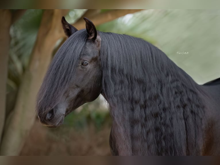 PRE Mix Hengst 9 Jaar 164 cm Zwart in Jerez de la Frontera