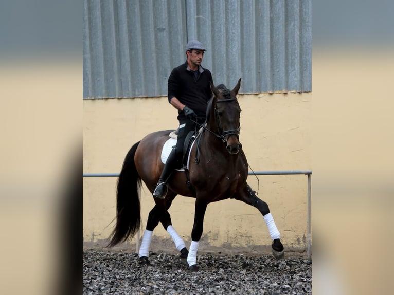 PRE Hengst 9 Jaar 165 cm Bruin in Rociana Del Condado