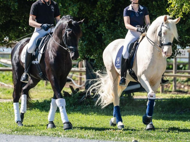 PRE Mix Hengst 9 Jaar 165 cm Perlino in Navas Del Madroño