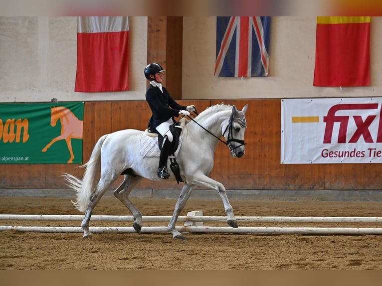 PRE Mix Hengst 9 Jaar 165 cm Schimmel in Jaidhof