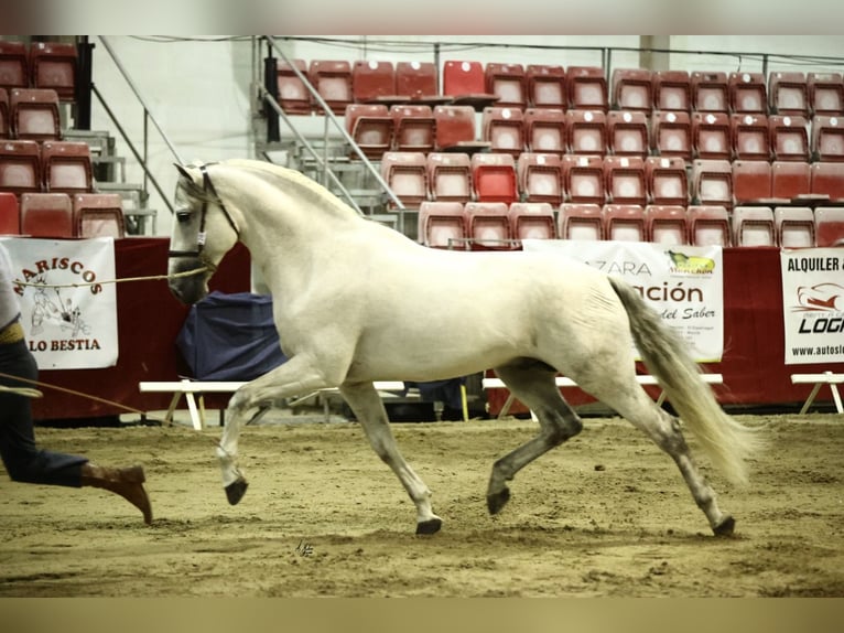 PRE Mix Hengst 9 Jaar 165 cm Schimmel in Corbera