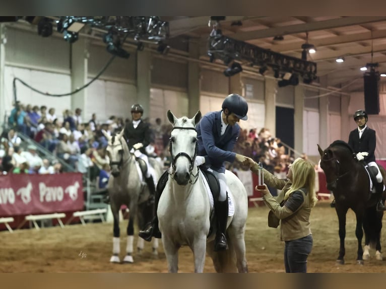 PRE Mix Hengst 9 Jaar 165 cm Schimmel in Corbera