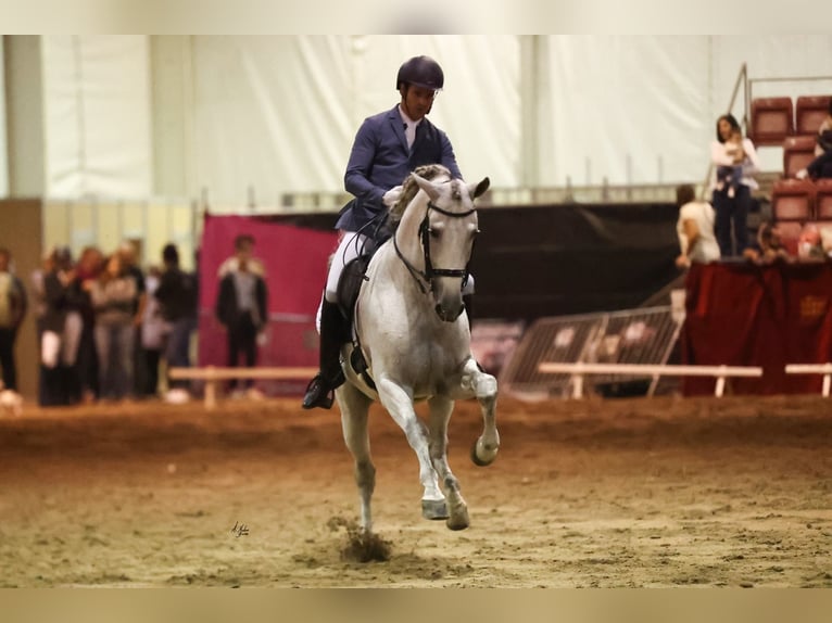 PRE Mix Hengst 9 Jaar 165 cm Schimmel in Corbera