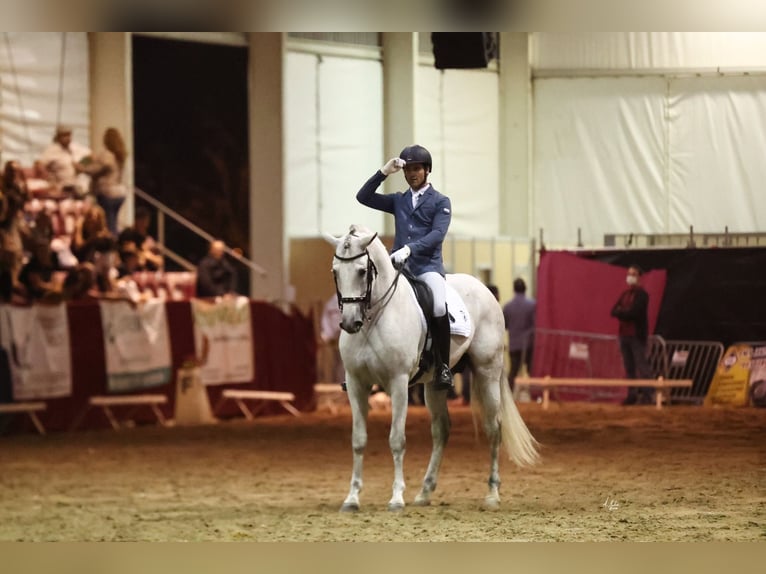 PRE Mix Hengst 9 Jaar 165 cm Schimmel in Corbera