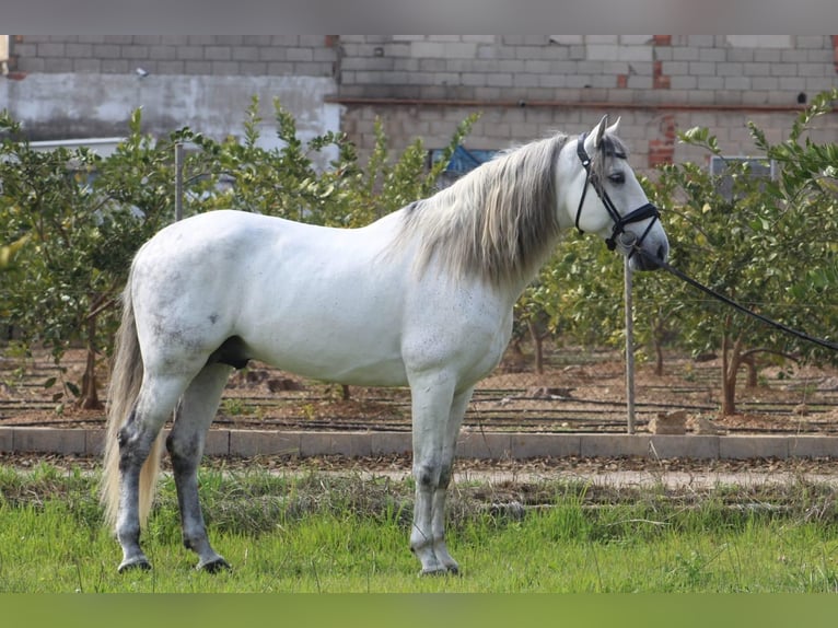 PRE Mix Hengst 9 Jaar 165 cm Schimmel in Corbera