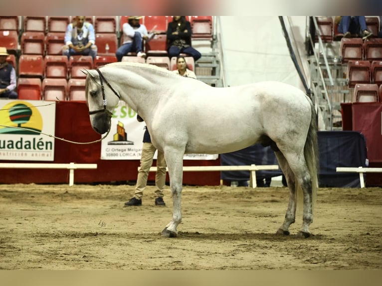 PRE Mix Hengst 9 Jaar 165 cm Schimmel in Corbera