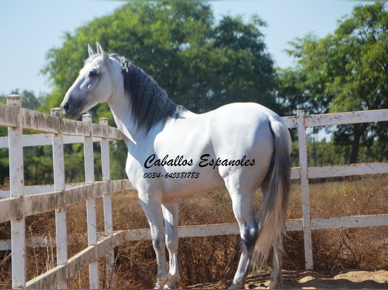 PRE Hengst 9 Jaar 165 cm Schimmel in vejer de la frontera