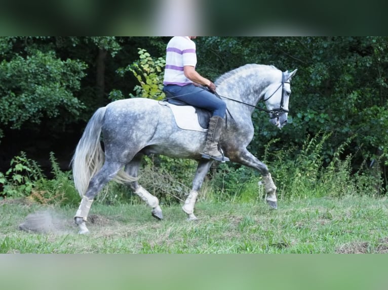 PRE Mix Hengst 9 Jaar 166 cm Schimmel in NAVAS DEL MADRONO