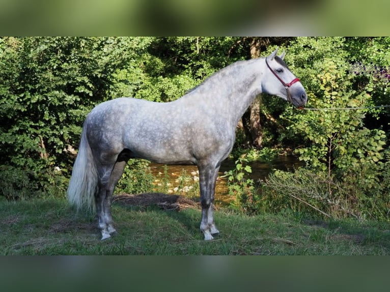 PRE Mix Hengst 9 Jaar 166 cm Schimmel in NAVAS DEL MADRONO