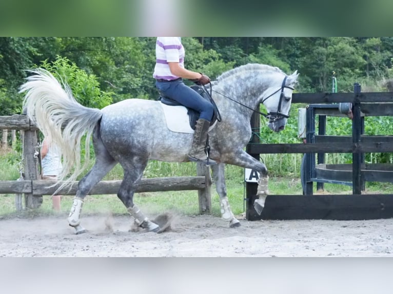 PRE Mix Hengst 9 Jaar 166 cm Schimmel in NAVAS DEL MADRONO