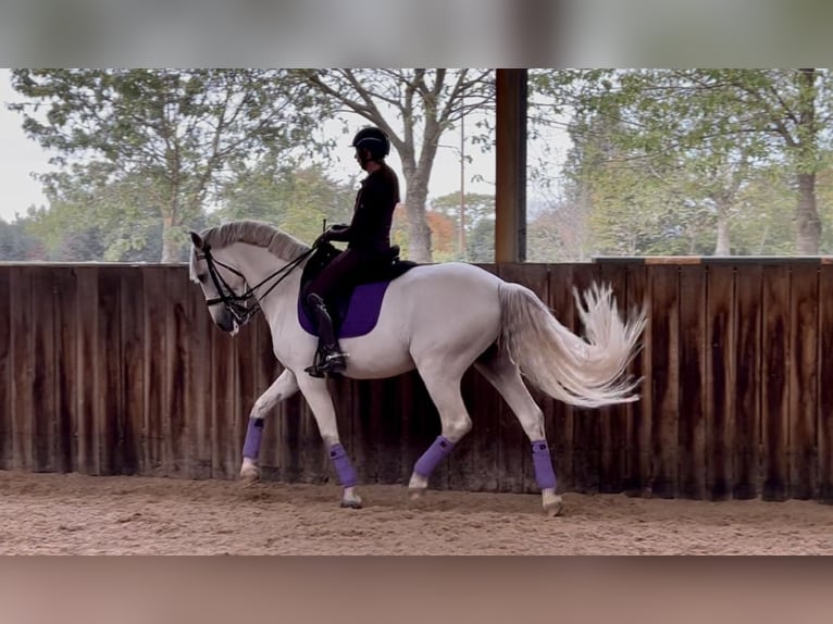 PRE Mix Hengst 9 Jaar 167 cm Schimmel in Bree