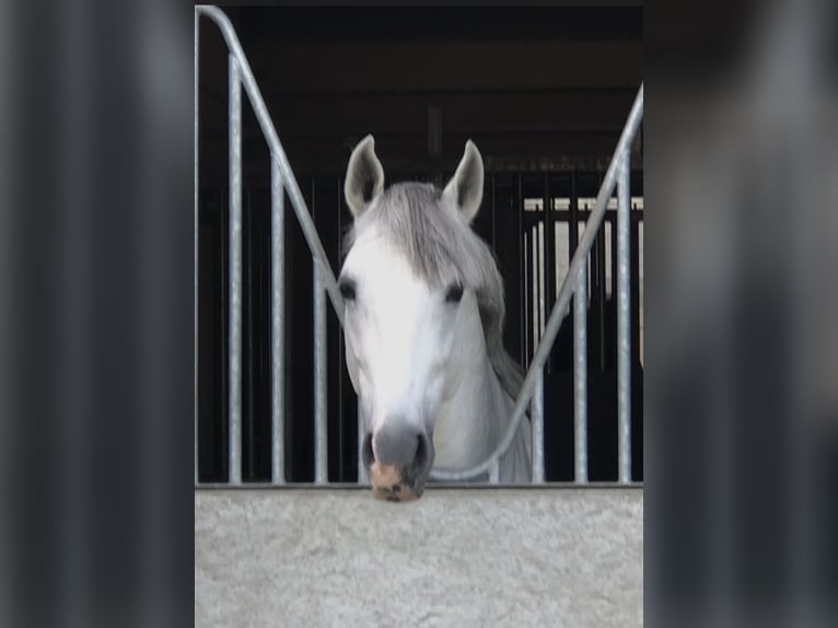 PRE Mix Hengst 9 Jaar 167 cm Schimmel in Bree