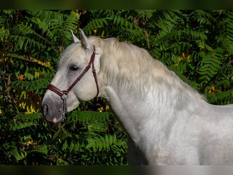 PRE Hengst 9 Jaar 167 cm Schimmel in Zolling