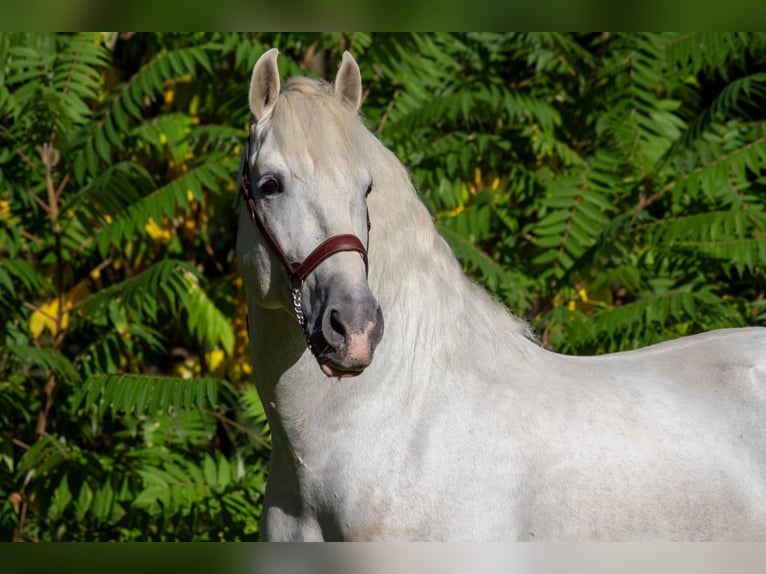 PRE Hengst 9 Jaar 167 cm Schimmel in Zolling