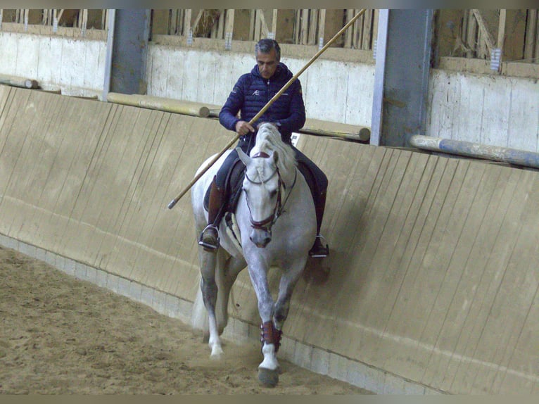 PRE Hengst 9 Jaar 167 cm Schimmel in Zolling