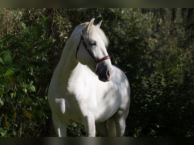 PRE Hengst 9 Jaar 167 cm Schimmel in Zolling