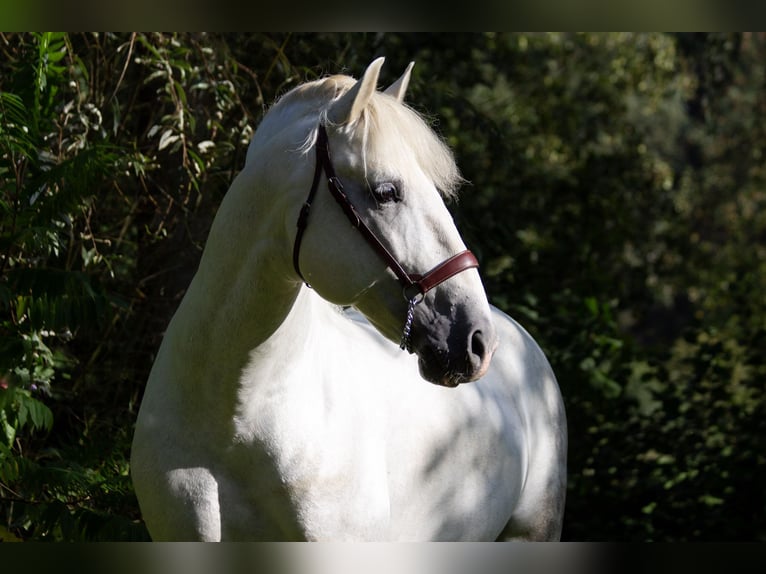 PRE Hengst 9 Jaar 167 cm Schimmel in Zolling