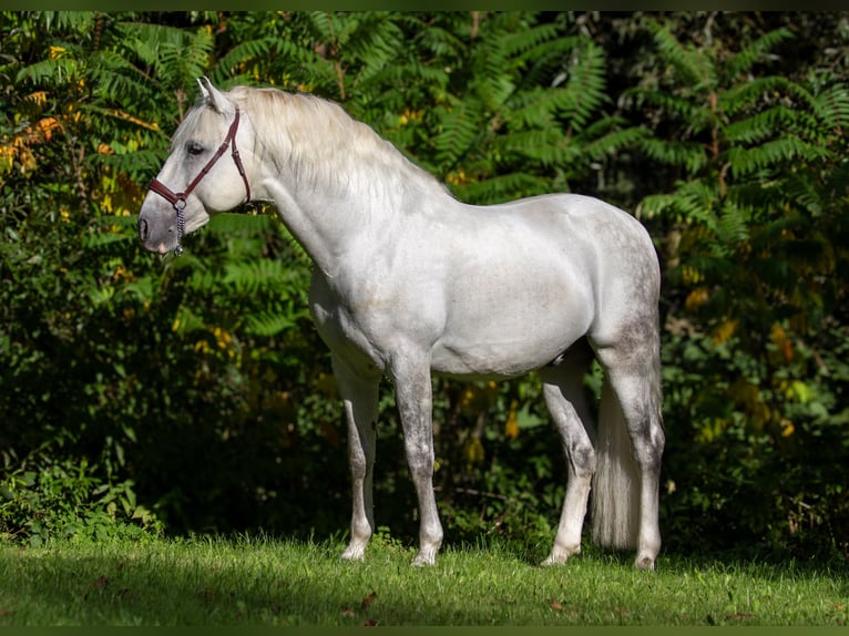 PRE Hengst 9 Jaar 167 cm Schimmel in Zolling