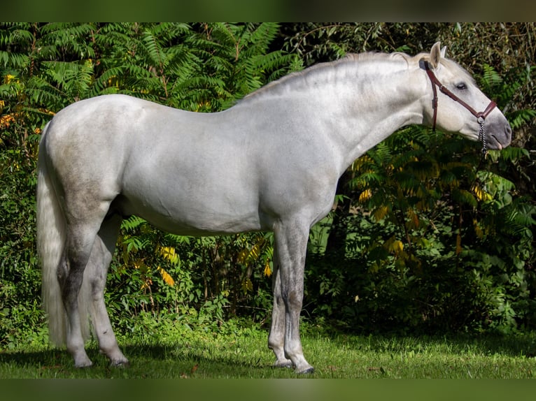 PRE Hengst 9 Jaar 167 cm Schimmel in Zolling