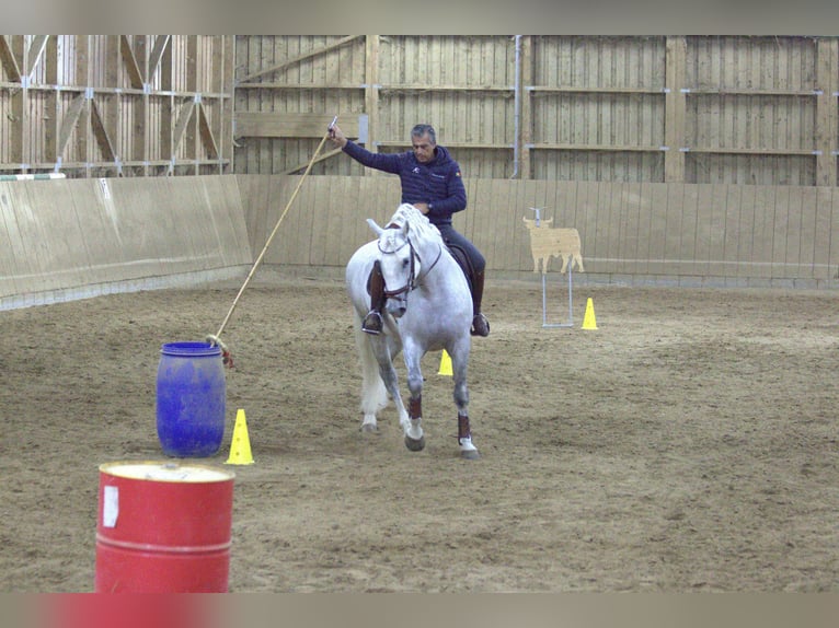 PRE Hengst 9 Jaar 167 cm Schimmel in Zolling