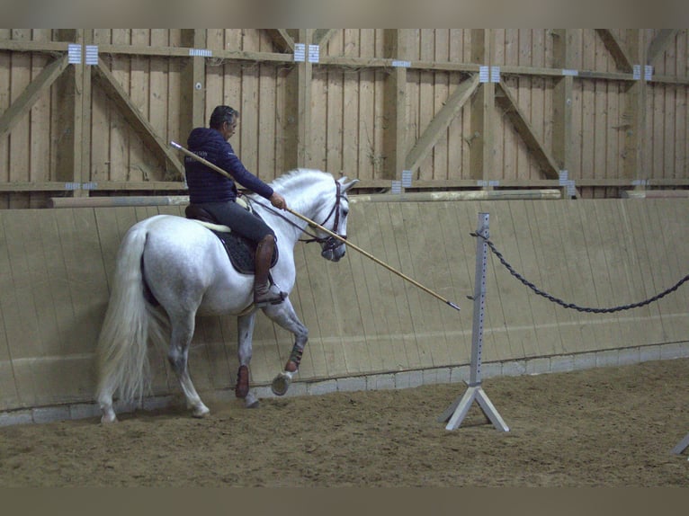 PRE Hengst 9 Jaar 167 cm Schimmel in Zolling