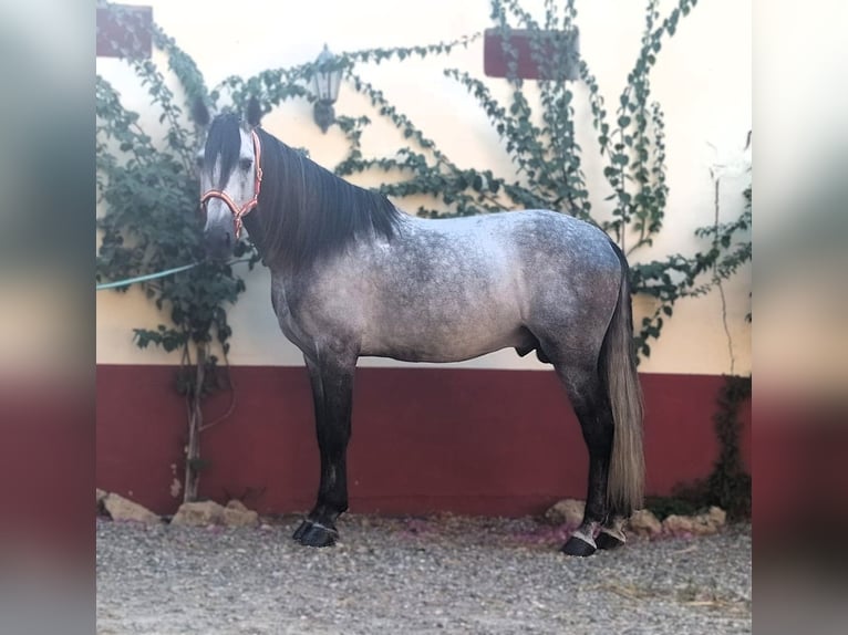 PRE Mix Hengst 9 Jaar 168 cm Schimmel in AlcoluMalaga